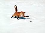 <b>Fox</b> Spirit Meaning, Symbols, and Totem