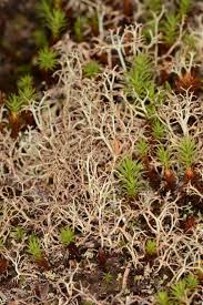 Image result for Cladonia appalachiensis