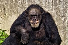 Alter Schimpanse im Zoo Hannover - Bild \u0026amp; Foto von Andreas Brosz ...