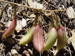 Image result for Astragalus gahiratensis