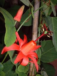 Image result for "Passiflora murucuja"