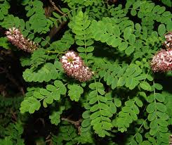 Image result for Deguelia microphylla