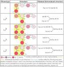 dbRBC - <b>Blood Group Antigen</b>