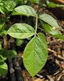 <b>Glycyrrhiza uralensis</b>