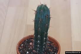 san-pedro-kaktus (echinopsis / trichocereus pachanoi) - san-pedro-kaktus