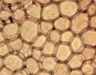 plant extracellular matrix histology