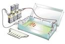 Gel <b>Electrophoresis</b>