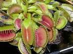 <b>Droseraceae</b> Dionaea muscipula