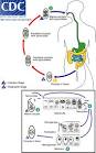 <b>Isospora</b> belli Life Cycle From