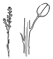 Image result for "Lepidium sagittulatum"