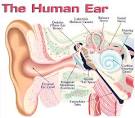 Sensorineural <b>Hearing Loss</b> is