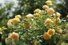 File:Roses at Ishida Rose Garden.jpg - Wikimedia Commons