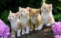 cute cats images