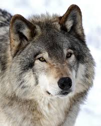 Worrying trend of wolves as pets Images?q=tbn:ANd9GcQutDw8_ImbGQq0xPGbyzUxmXbVl7bhWGQDUJrZdtkllEs25fOL
