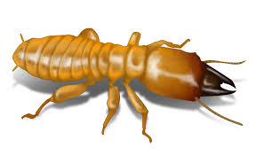 Termite (Deemak) Control in Noida
