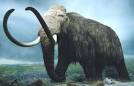 of woolly mammoths,