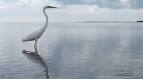 Fraser's Birding Blog: September 2012