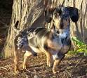 Dachshund, Dachshunds, Wiener Dog, little hot dog, hotdog dog