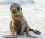 FinestKind | News and Events | MAF gets sealion science wrong: Uni ...
