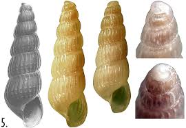 Image result for "Chrysallida truncatula"
