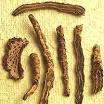 <b>Picrorhiza</b> | UofMHealth.org