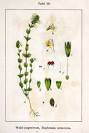 America - Genus: <b>euphrasia</b>
