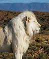 WHITE LIONs: King Of Kings