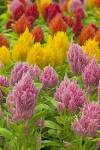 ICanGarden.com - Gardening Resource Site