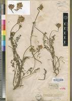 Image result for "Astragalus arguricus"