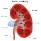 <b>kidney failure</b>, anatomy of a