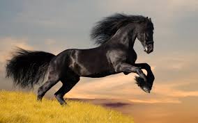 My Wild Horses Images?q=tbn:ANd9GcQypoxUN8VXirW717eXSq4pxumSoWdAeSLSqG_vJU5t699rmOJXTm0DMlfD