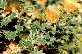 Image result for "Dryandra concinna"