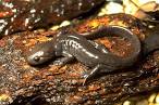 Mole Salamanders