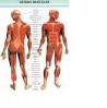 As <b>doenças musculares</b> mais