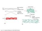 Collagen and <b>elastin</b>
