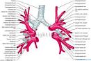 <b>Pulmonary veins</b> : Right