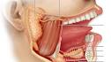 <b>Saliva</b> and <b>Salivary Glands</b>