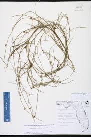 Image result for "Cynanchum graminifolium"