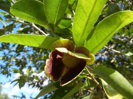 Image result for "Mosannona guatemalensis"