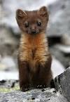 Baby Weasel! | Cutest Paw