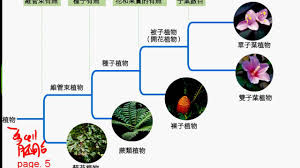 Image result for 植物界