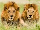Male <b>Lions</b>, Botswana