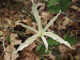 Image result for Iris tenuissima ssp. tenuissima