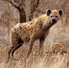 La hiena,la más macabra del reino animal Images?q=tbn:ANd9GcR50J-fyQLDENpQZFd_ArHASA6MEoyTA-dKcbeCc9N4YXeAF8uX