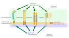 <b>Moléculas</b> de <b>adhesión</b>