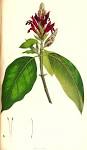 File:<b>Acanthaceae</b> sp