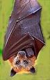 bats pronunciation