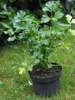 <b>Apium graveolens</b>.jpg