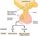Posterior <b>pituitary hormones</b>.