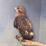 Redtail Hawk: WhoZoo